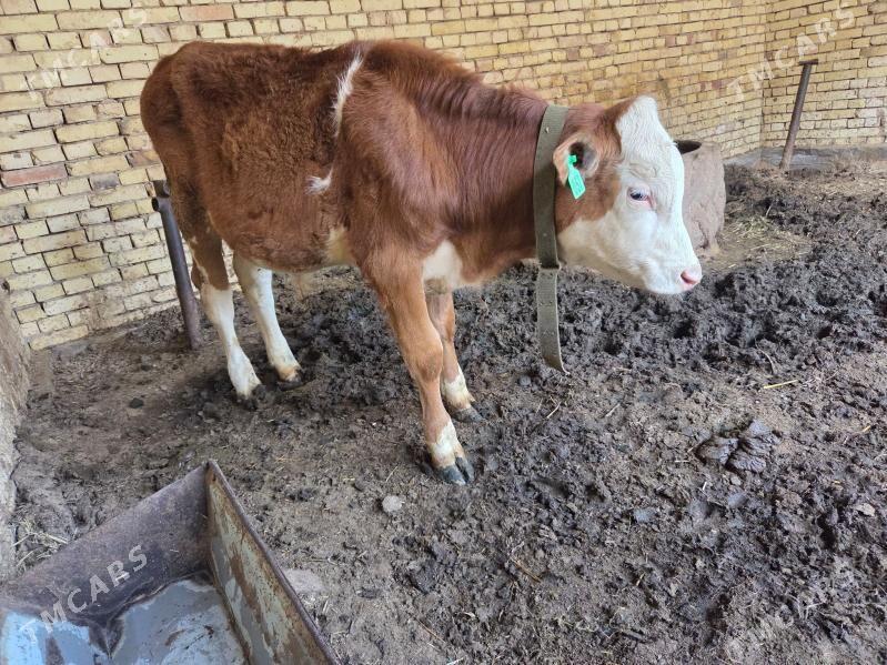 semental okuz - Ёлётен - img 1