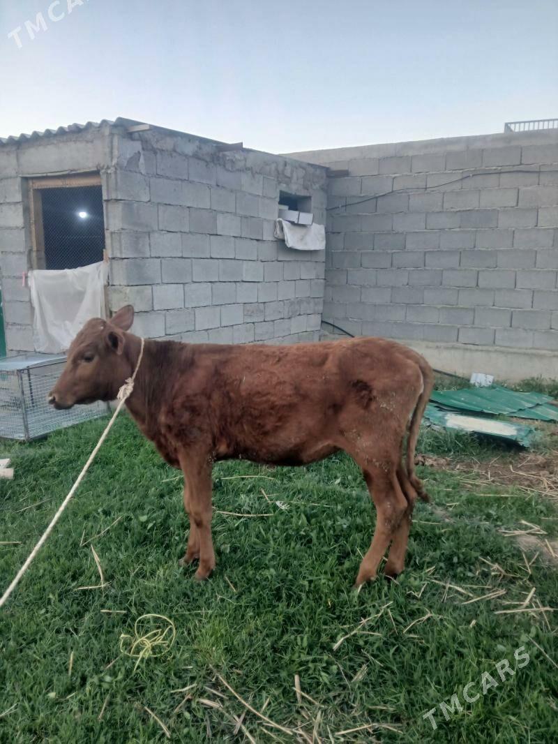 Tuwe - Gökdepe - img 1