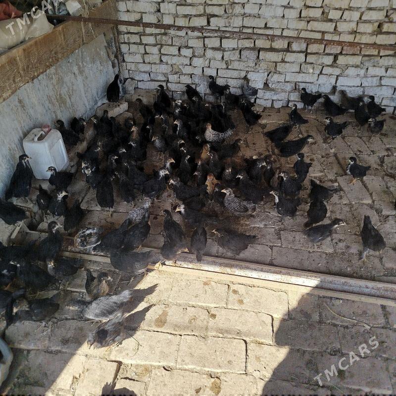 towuk juyje - Байрамали - img 1