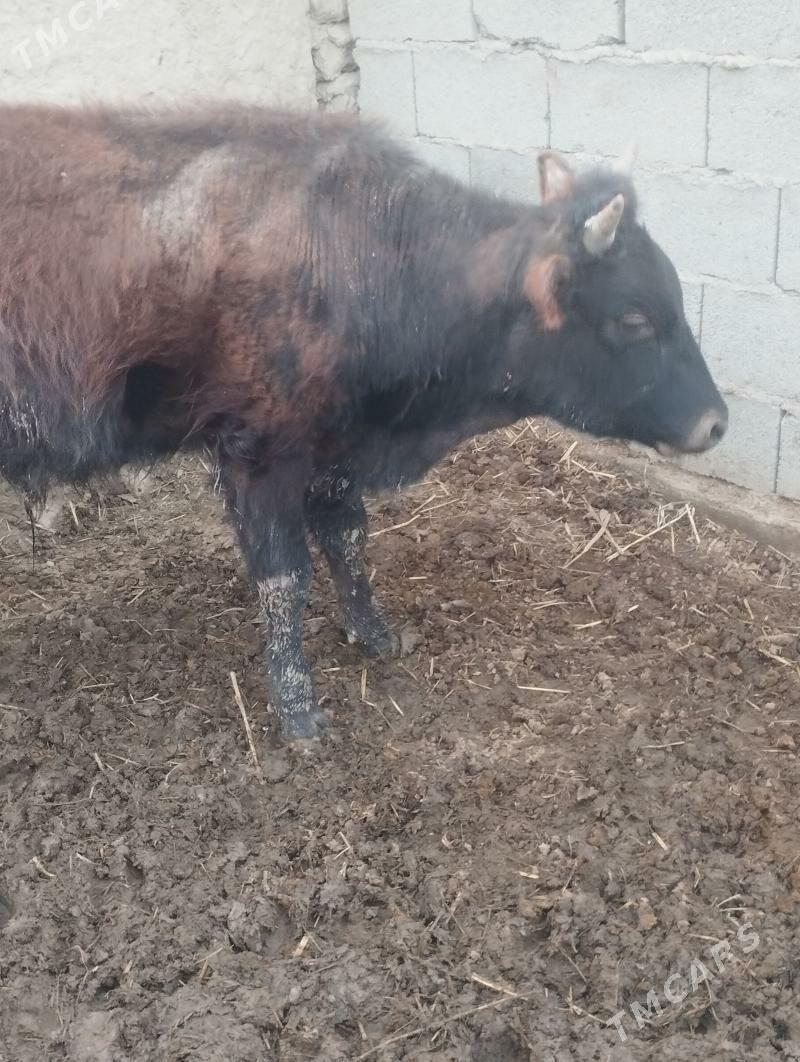 tohum öküz - Bäherden - img 1