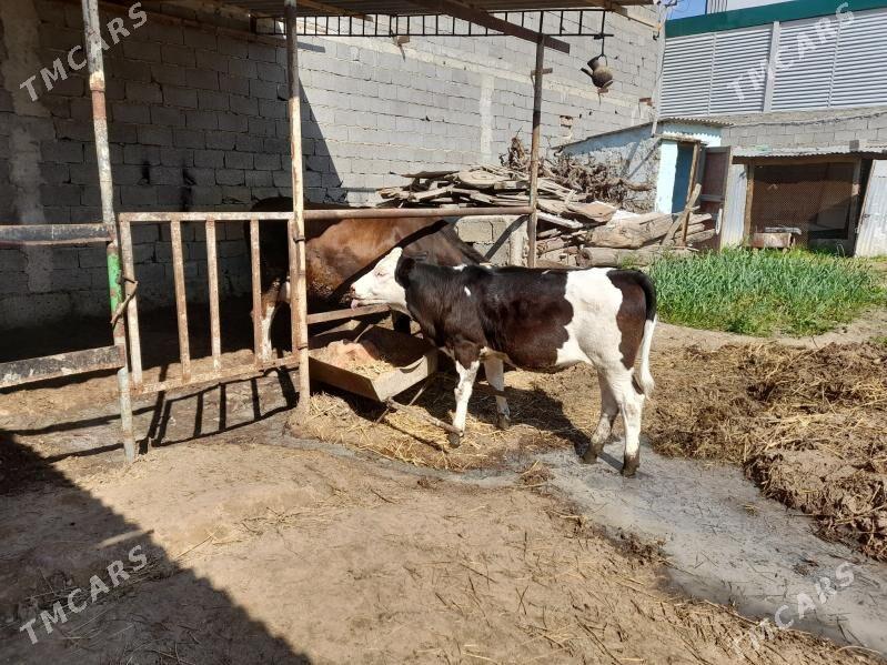 simental goeli sygyr - Gökje - img 1