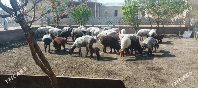 goyunlar - Мары - img 1