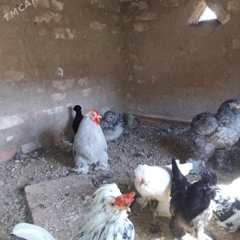 karlik - Babadaýhan - img 1