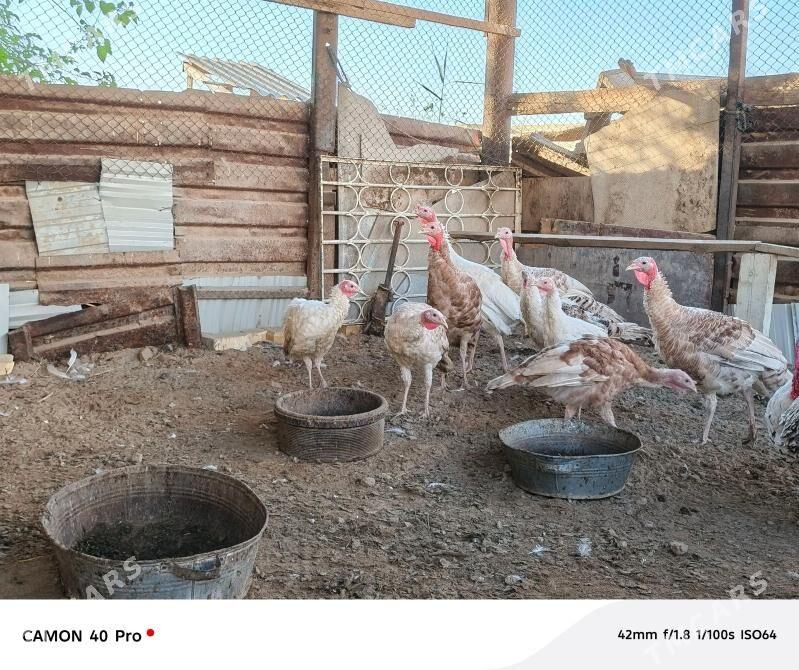 induk juyje - Мары - img 1