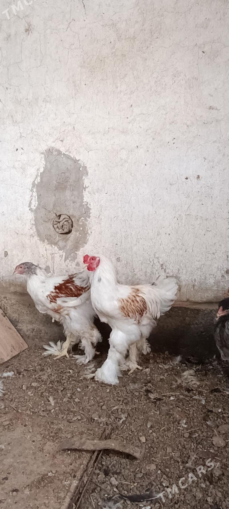 brama - Türkmenabat - img 1