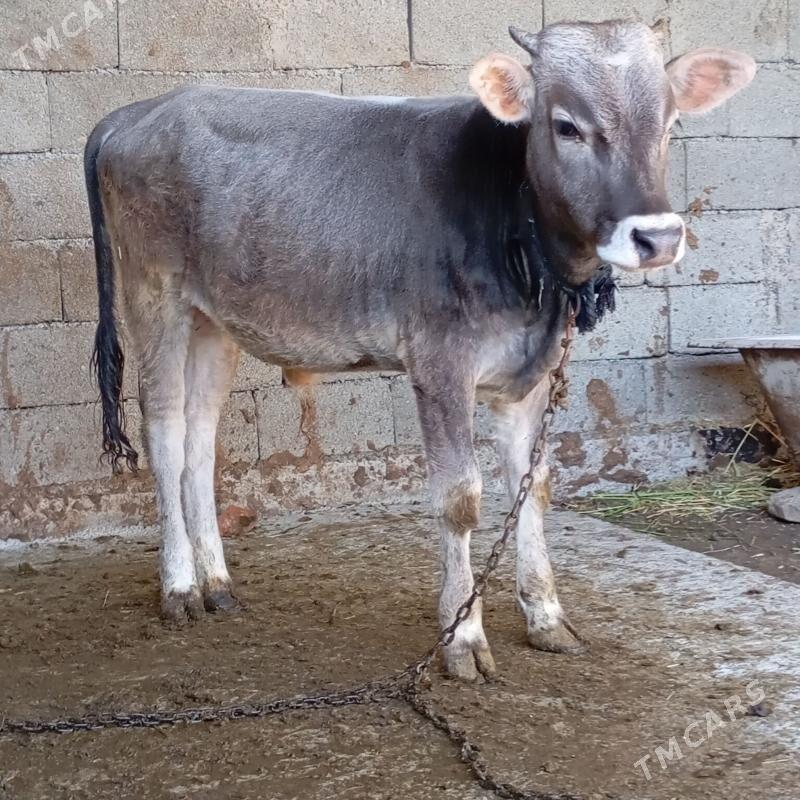 okuz öküz - Gypjak - img 1