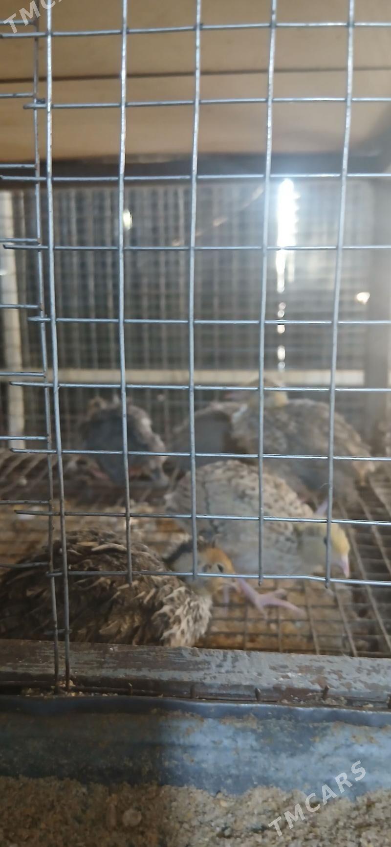 Bedene faraon fenix - Çoganly - img 1