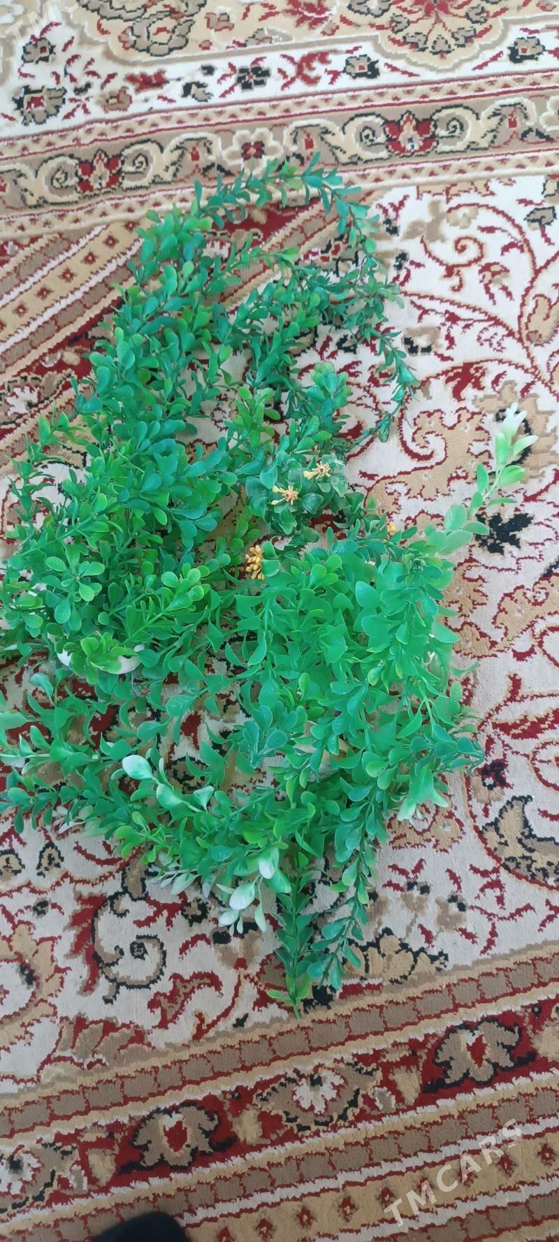 грунт и декор - Aşgabat - img 1