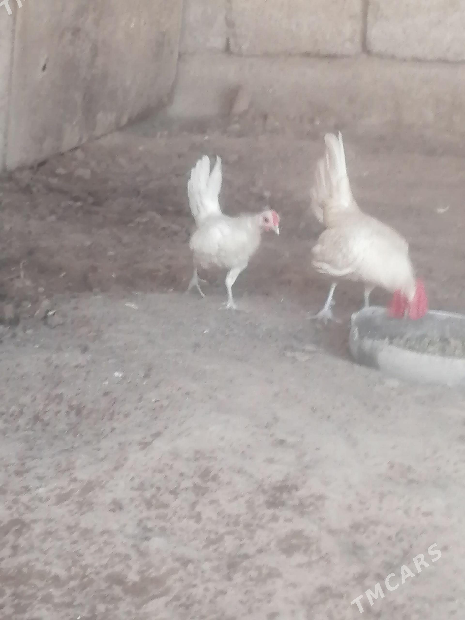 Karlik zibiraýt - Ашхабад - img 1