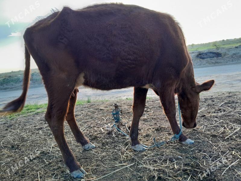 burlant - Farap - img 1