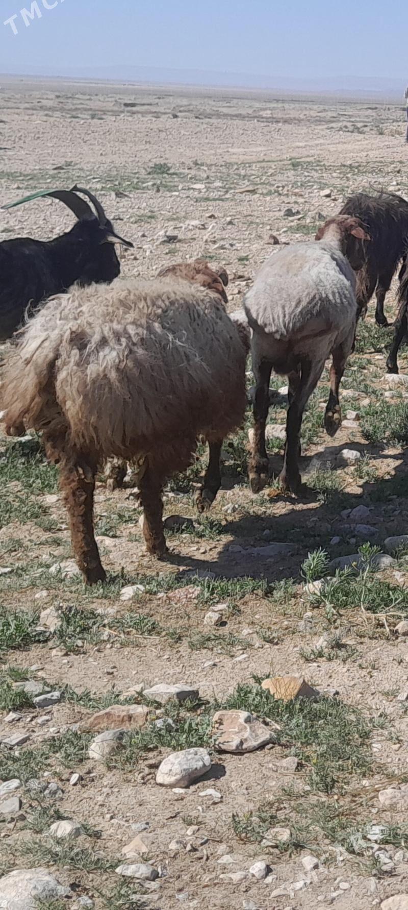 geci we goyunlar - Джебел - img 1