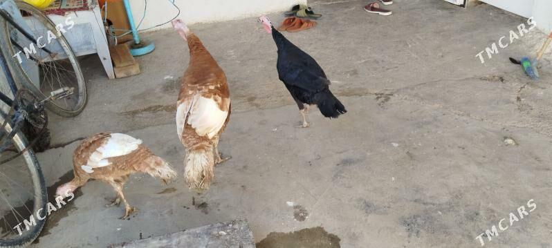 owgan induk - Гызыларбат - img 1