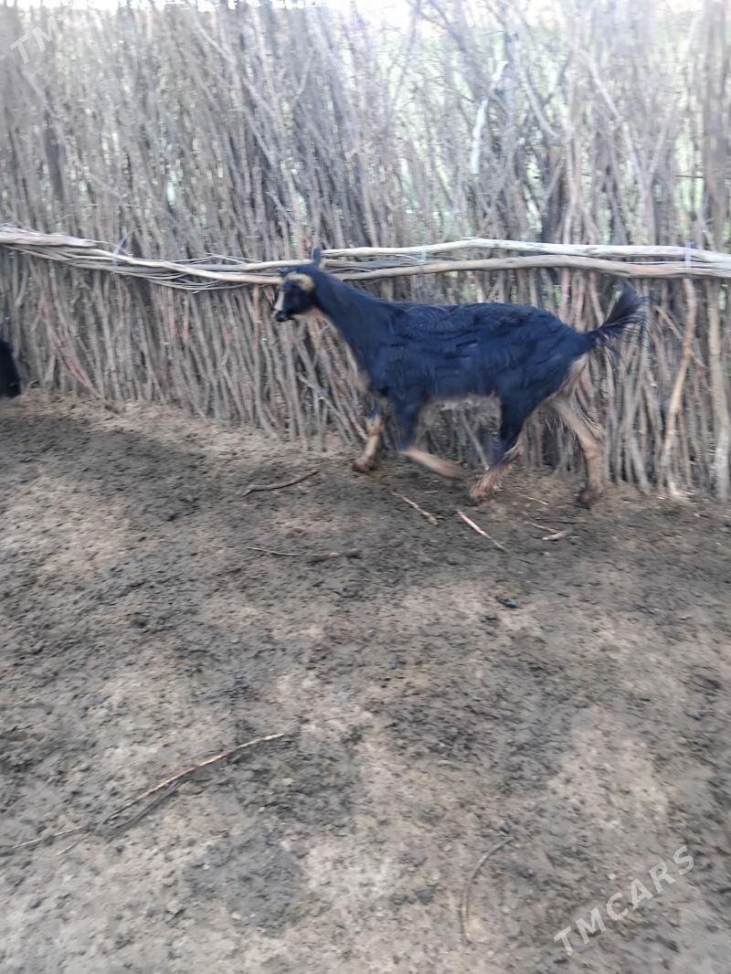 geci - Tagtabazar - img 1