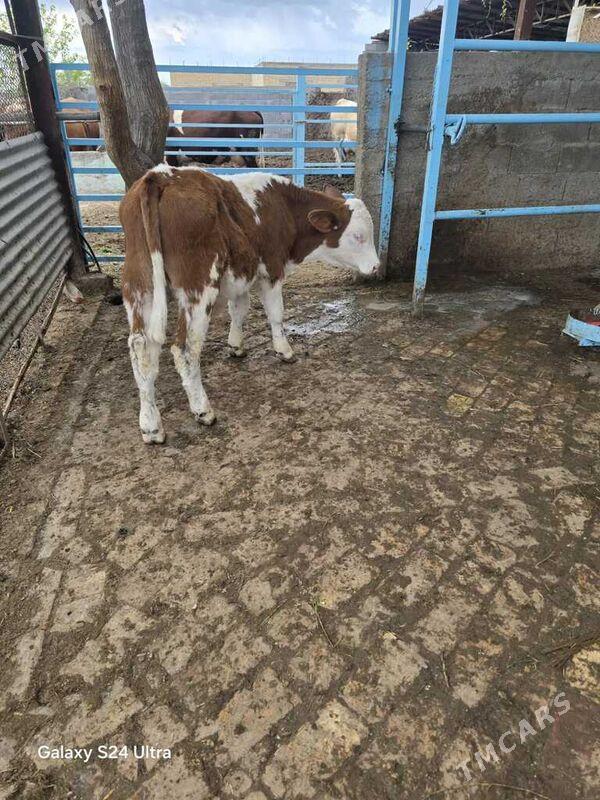 simental öküzçe - Гёкдепе - img 1