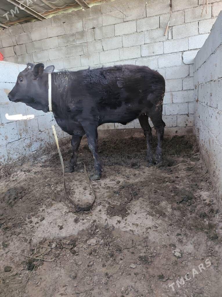 Gole Tuwe - Бузмеин - img 1