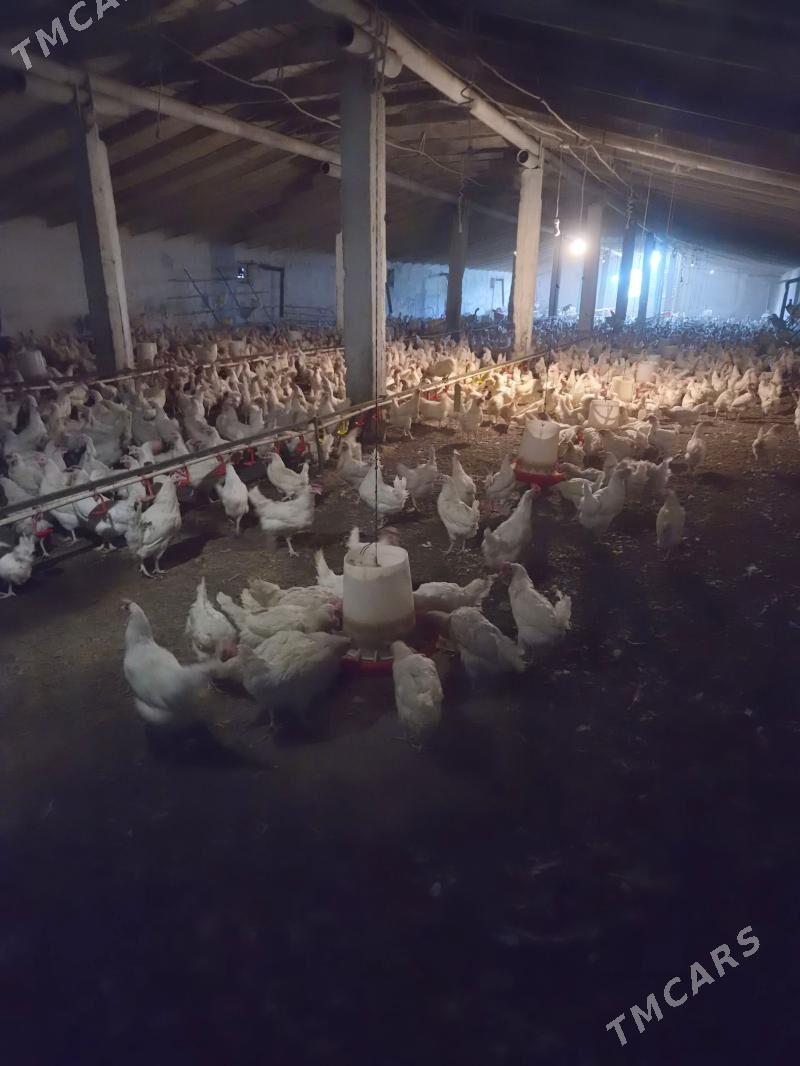 Towuk SONYA paroda. - Яшлык - img 1