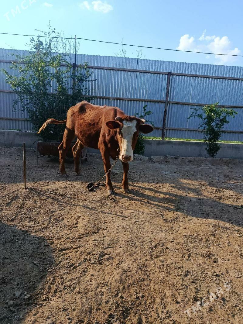 Bogoz gulajyn - Мары - img 1