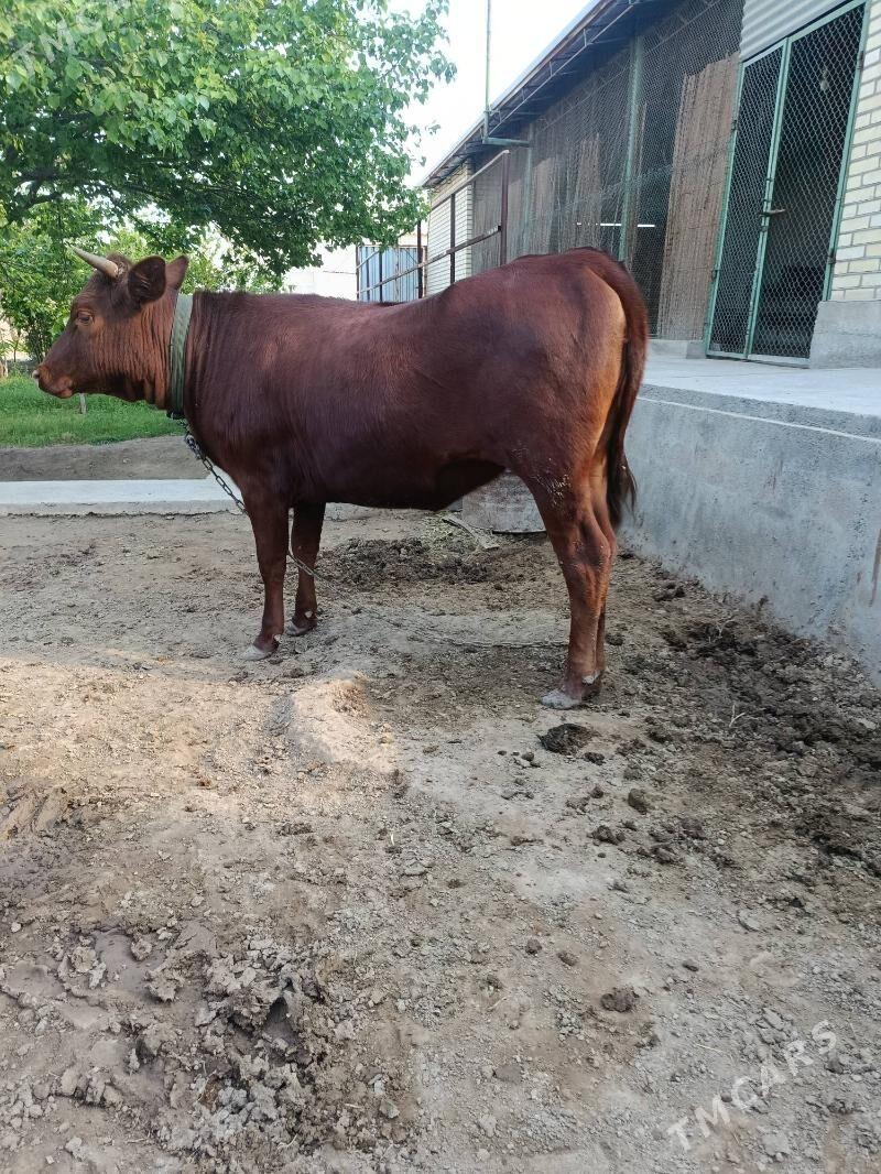 Bakylan gulajyn - Мары - img 1