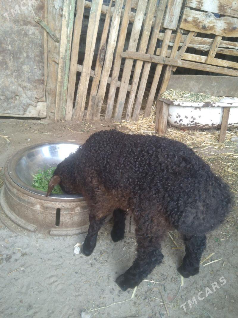 Guzy - Балканабат - img 1