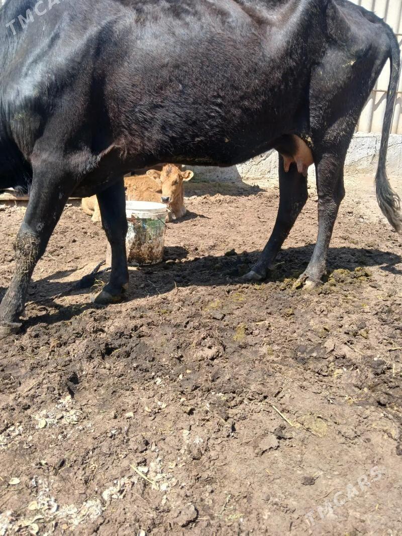 Goleli sygyr hem bogaz - Ашхабад - img 1