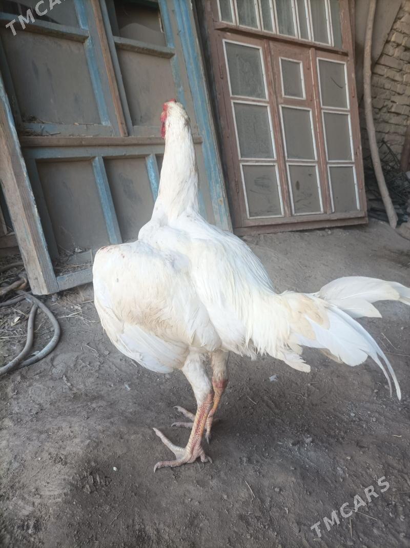 baysow - Чарджоу - img 1