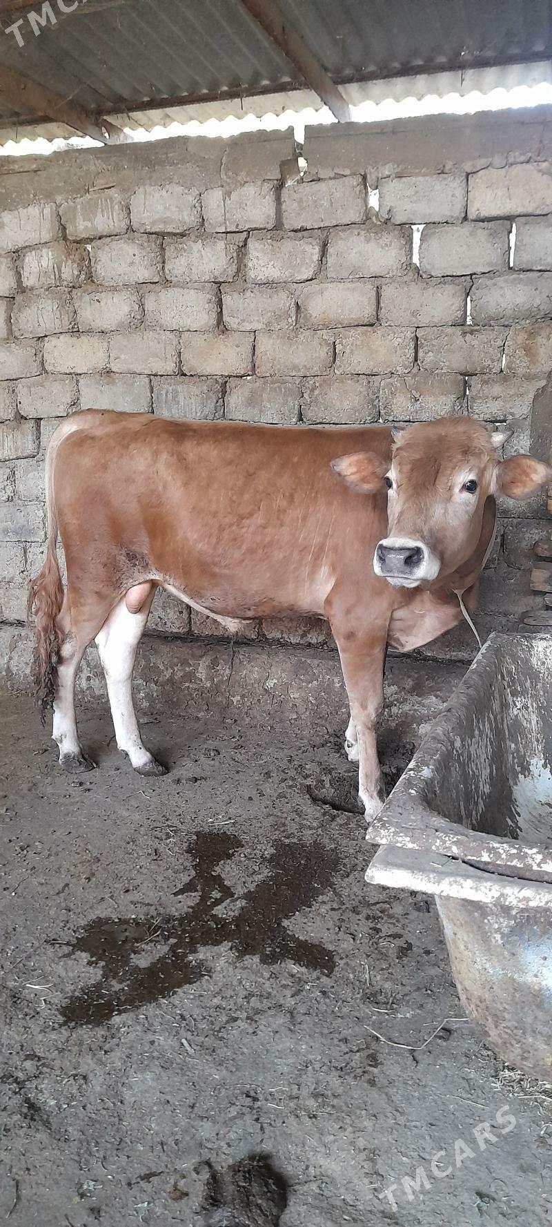 okuz - Гарадамак - img 1