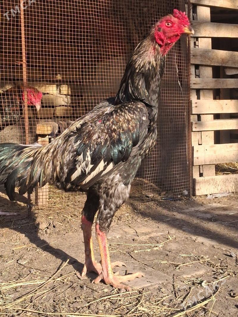 БАБАЙ КУКУРУЗ - Türkmenabat - img 1