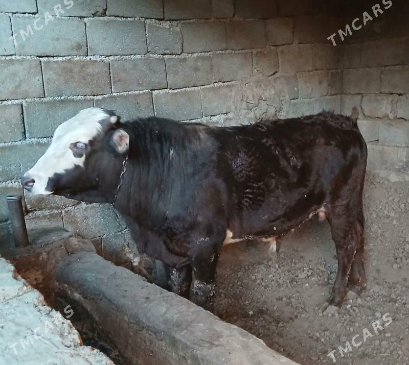 okuz - Aşgabat - img 1