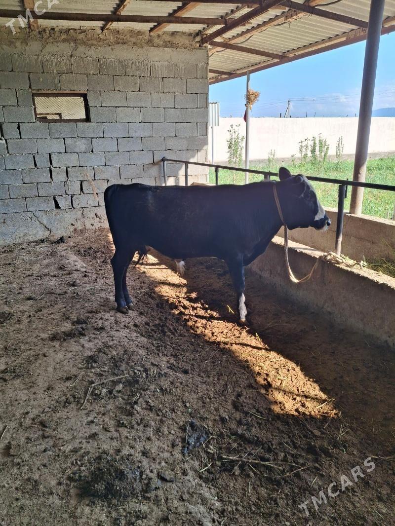 okuz - Gökdepe - img 1