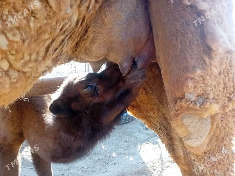 duye kosekli - Эсенгулы - img 1