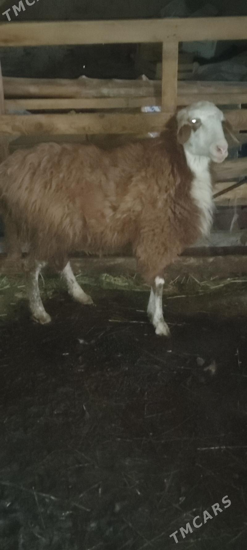 Gysar goýun - Bäherden - img 1