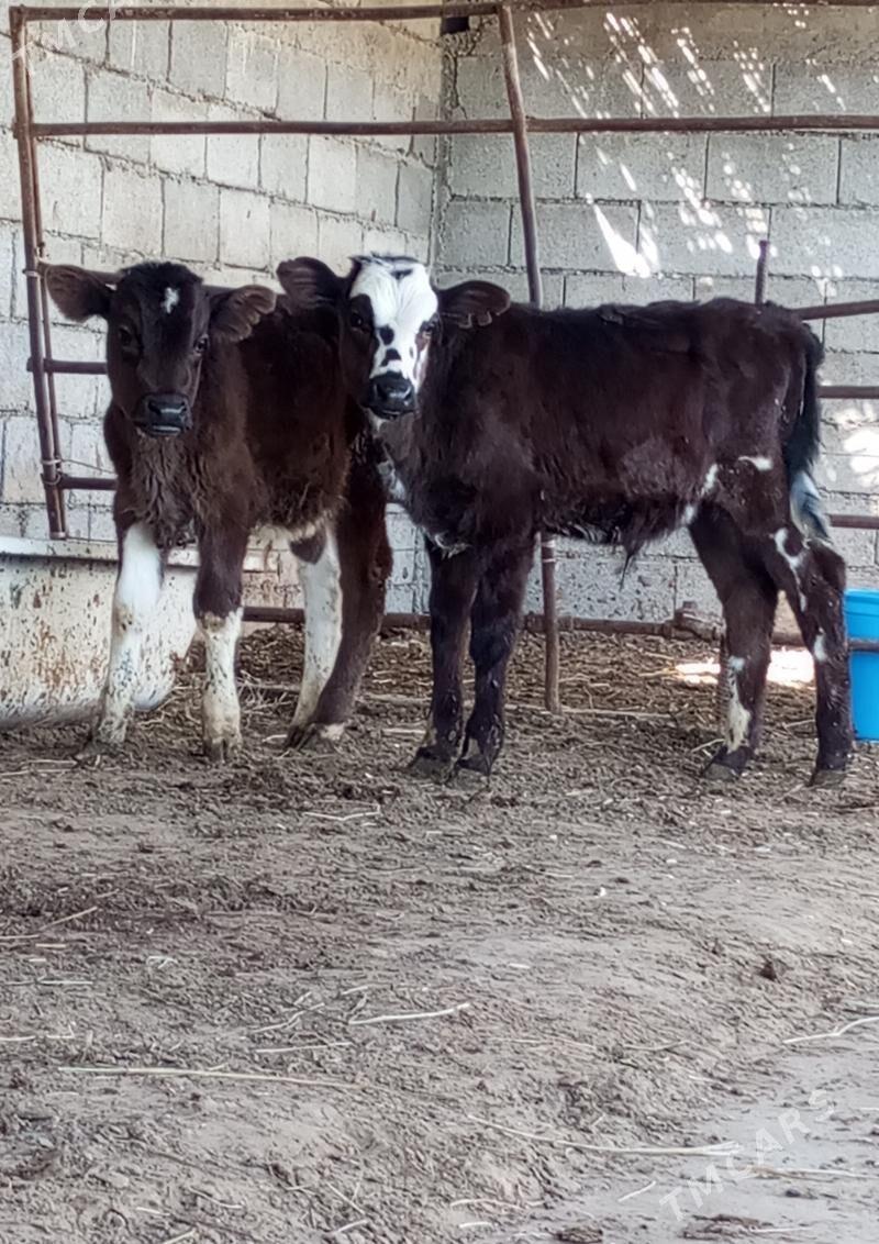 ÖKÜZLER - Гёкдепе - img 1