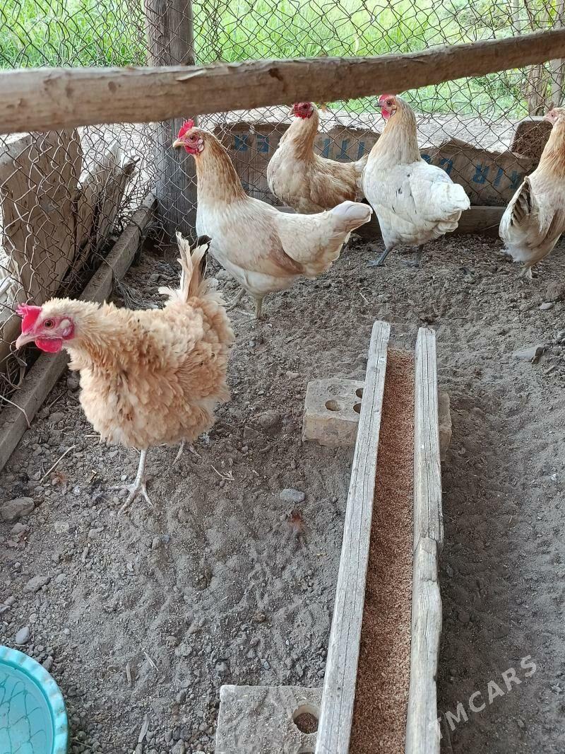 Towuklar - Мары - img 1