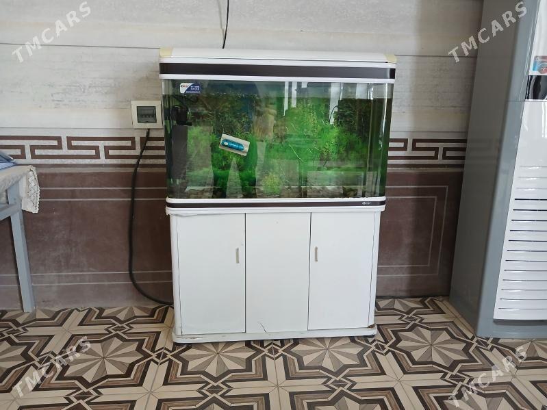 akwaryum - Туркменабат - img 1