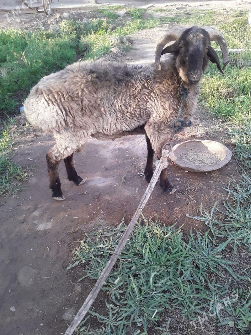 Goc semiz - Дянев - img 1