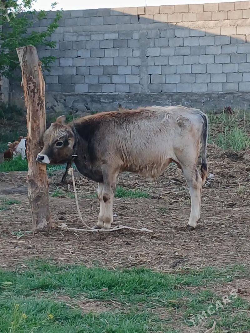 Okuz - Гёкдепе - img 1