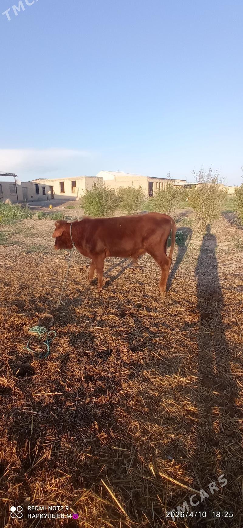 okuz - Сакар - img 1