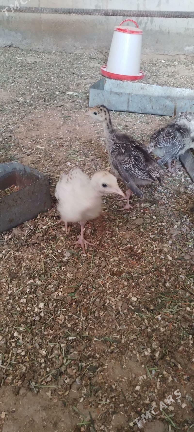 Induk jùýje - Сакарчага - img 1