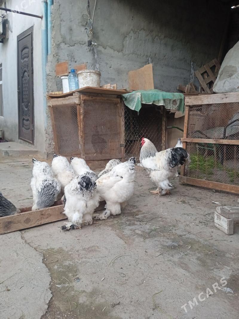 brama - Ашхабад - img 1