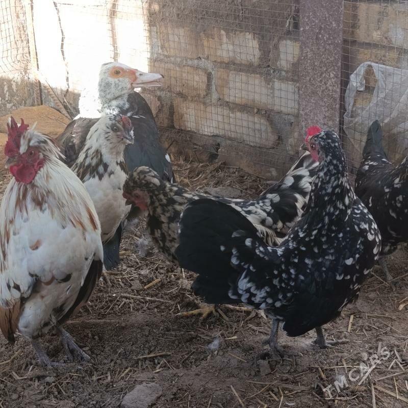 karlik - Саят - img 1