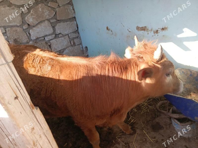 ökuz bakylan - Türkmenbaşy - img 1