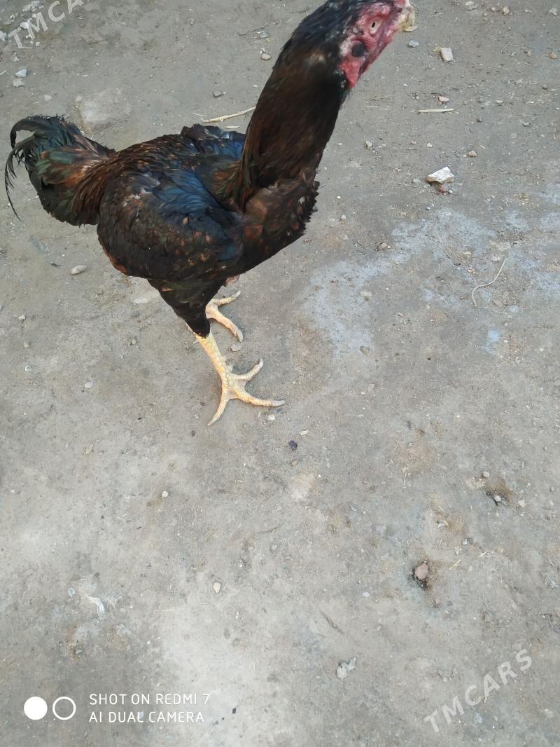 Horaz - Türkmenabat - img 1