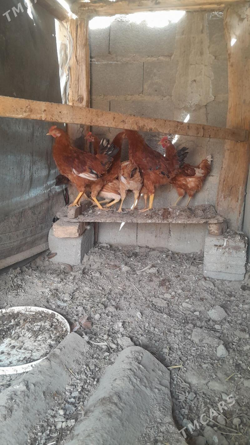 horazlar - Bäherden - img 1