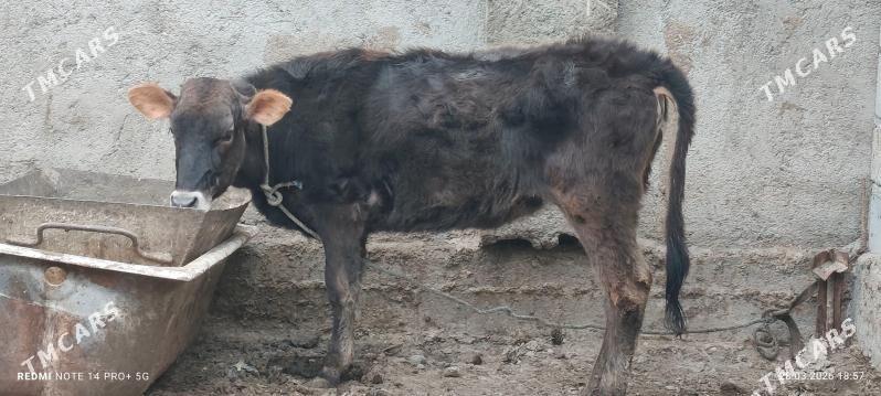 tüwe - Бузмеин - img 1