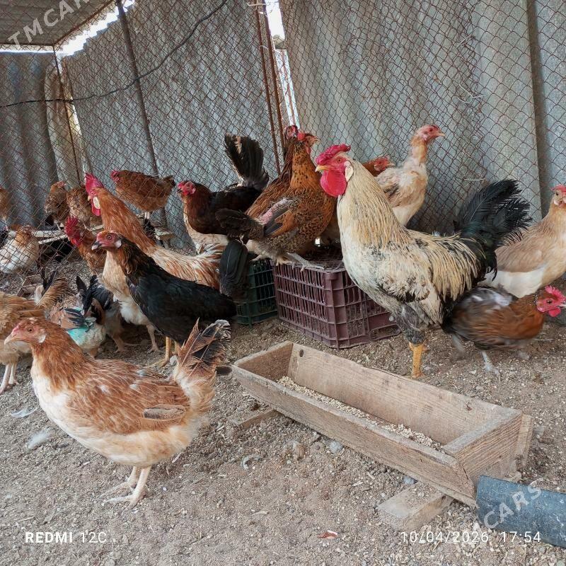 towuk - Türkmengala - img 1