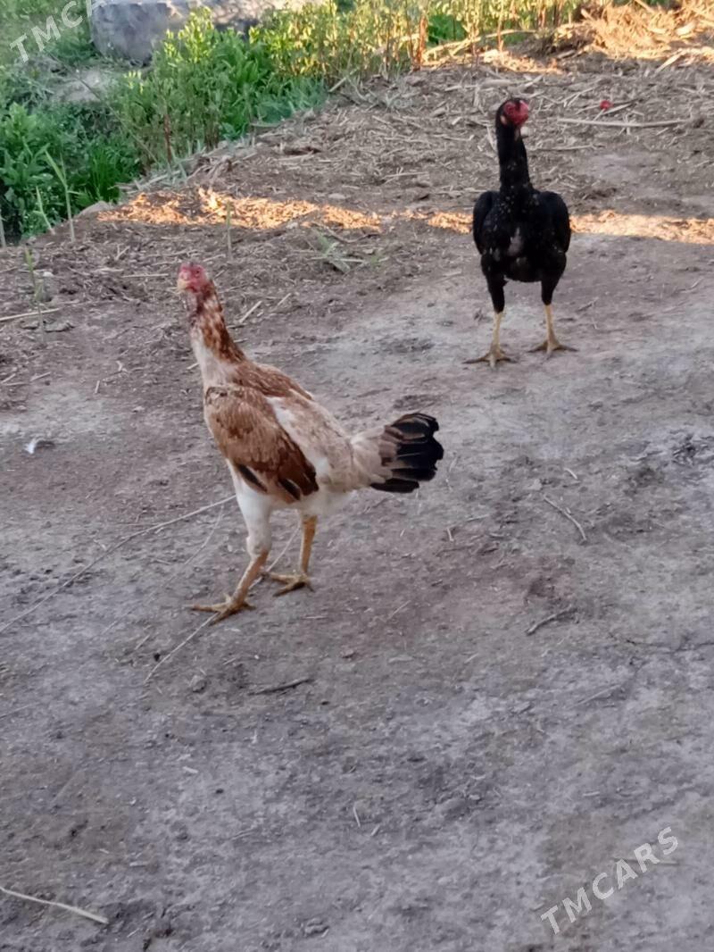 baysow. towuk - Дарганата - img 1