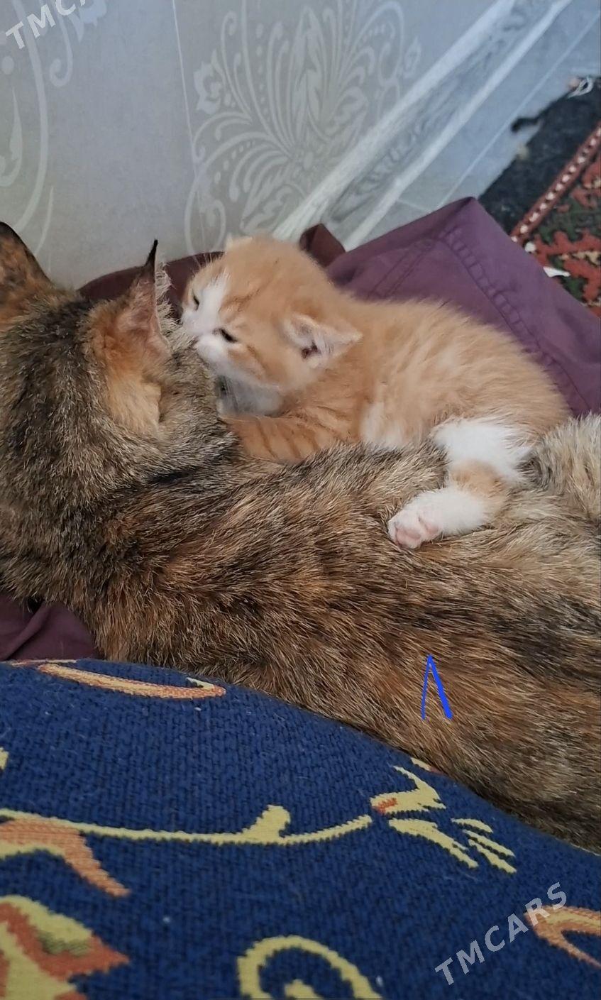 в добрые руки - Туркменабат - img 1