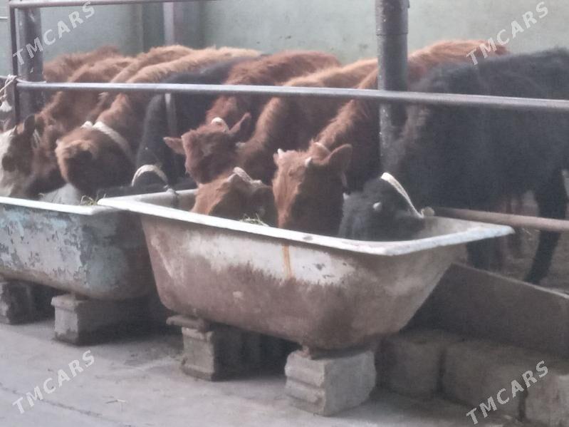 10.sany okiz - Бузмеин - img 1