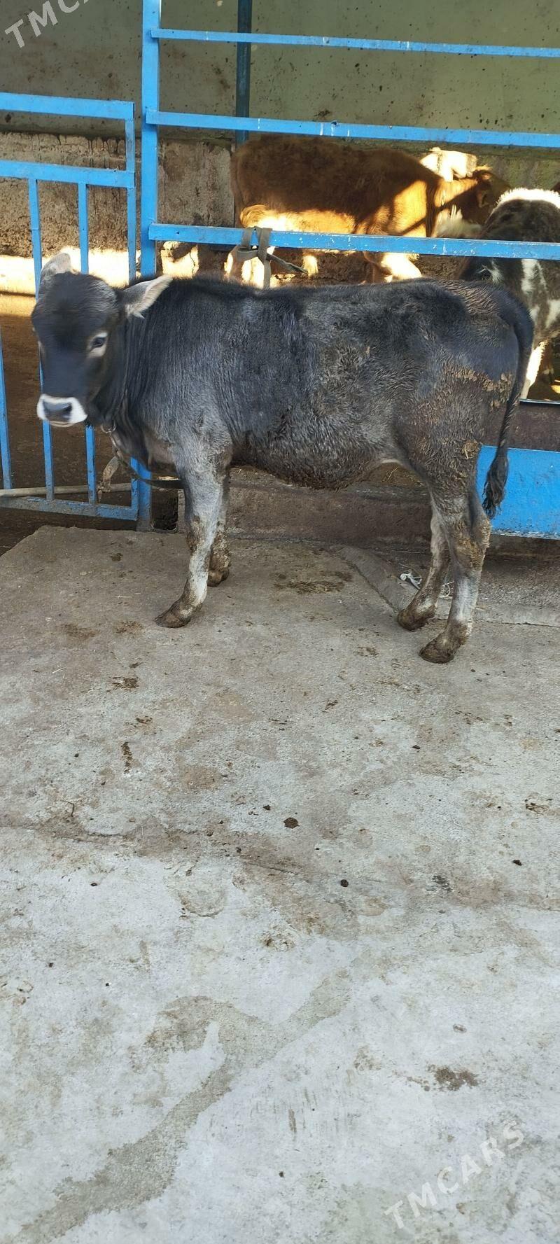 Öküz tüwe - Хитровка - img 1