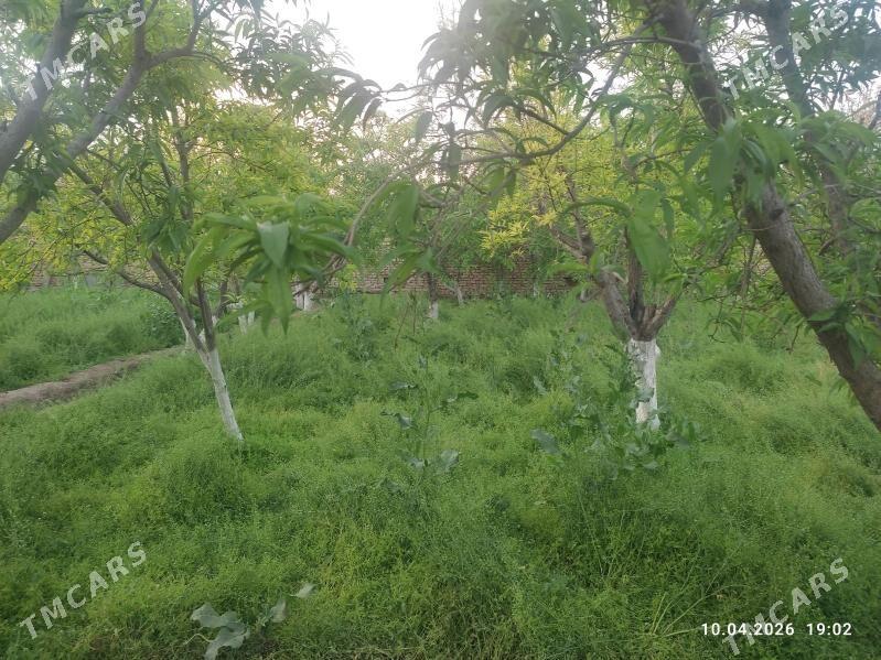 От ормалы машинкада - Çärjew - img 1